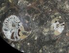 -/ Fossil Orthoceras & Goniatite Plate - Stoneware #40542-1